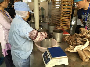 當(dāng)高科技制茶機遇上傳統(tǒng)石磨 祥源易武工廠的文化體驗之旅